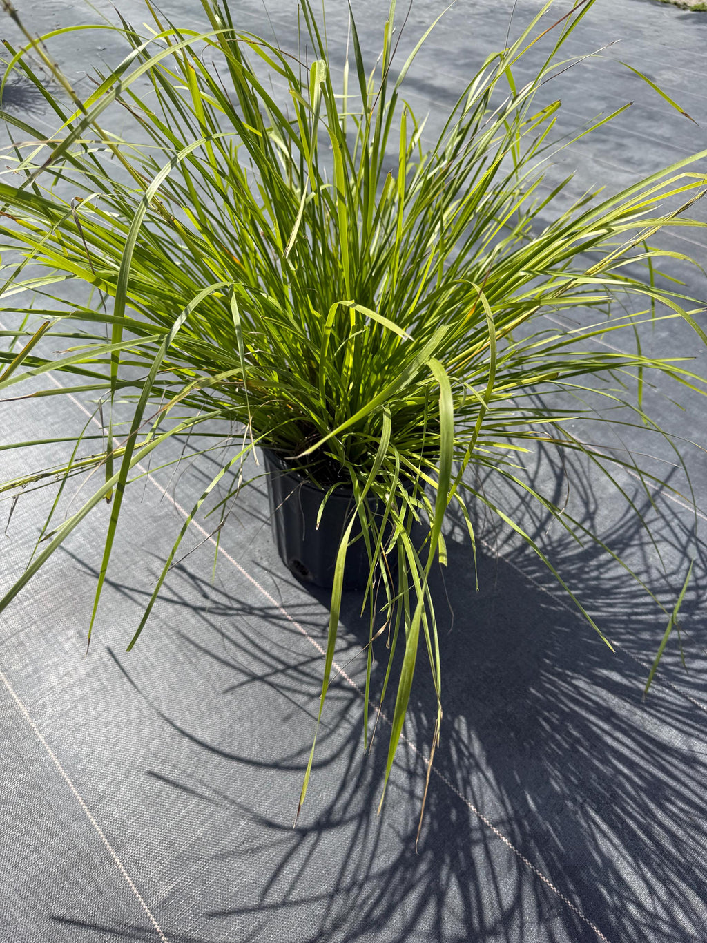 10 Katrinus Breeze Grass Bibs | Bare Root Lomandra Divisions | Low Maintenance Ornamental Grass | Drought Tolerant