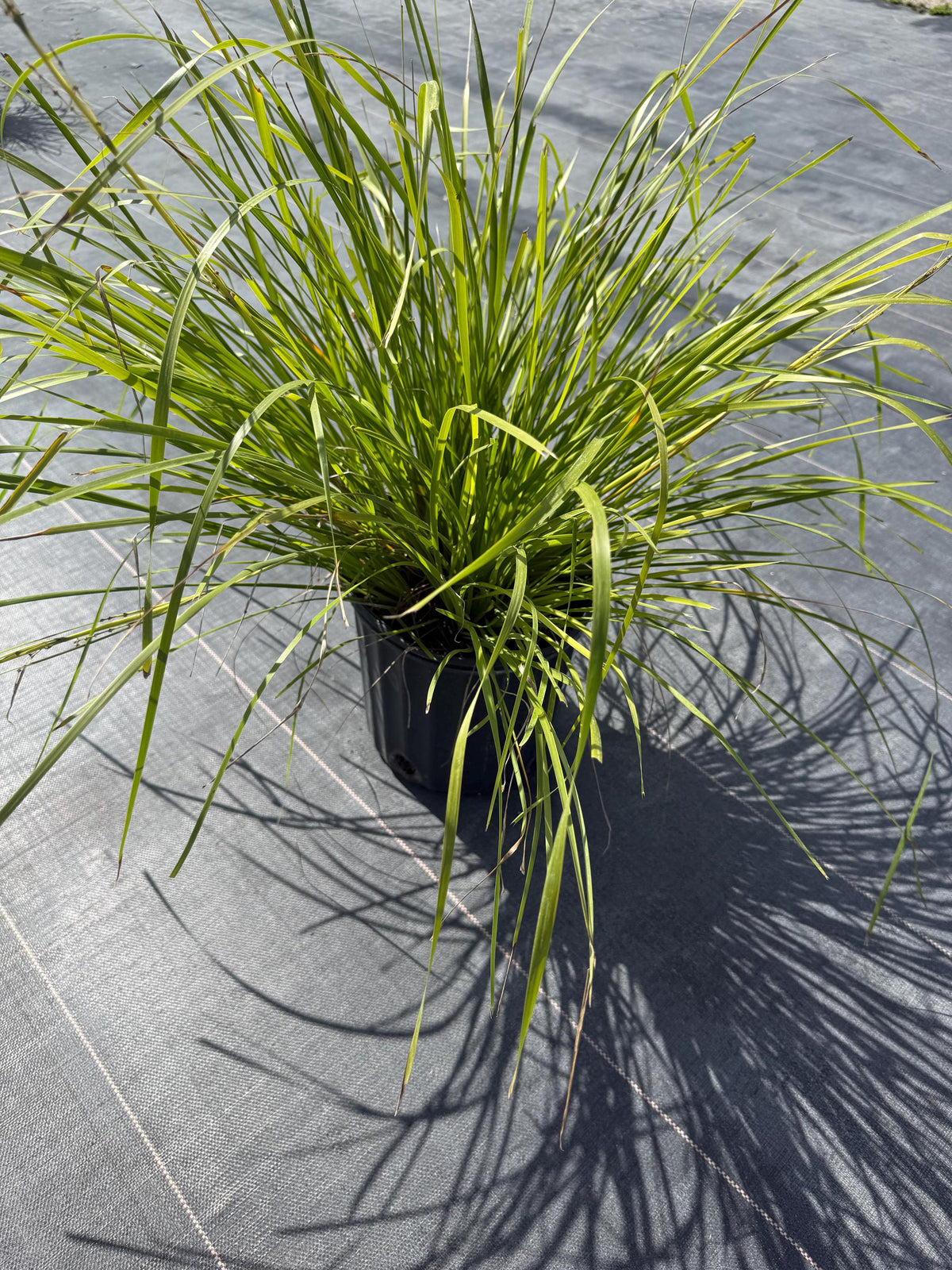10 Katrinus Breeze Grass Bibs | Bare Root Lomandra Divisions | Low Maintenance Ornamental Grass | Drought Tolerant