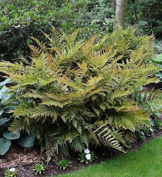 15 Autumn Fern Plants – Live Bare Root Fern Bibs – Shade Garden Plants – Dryopteris erythrosora – Woodland Ground Cover