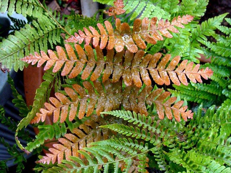 15 Autumn Fern Plants – Live Bare Root Fern Bibs – Shade Garden Plants – Dryopteris erythrosora – Woodland Ground Cover