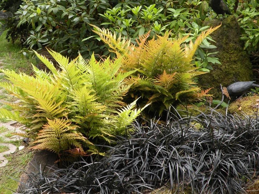15 Autumn Fern Plants – Live Bare Root Fern Bibs – Shade Garden Plants – Dryopteris erythrosora – Woodland Ground Cover
