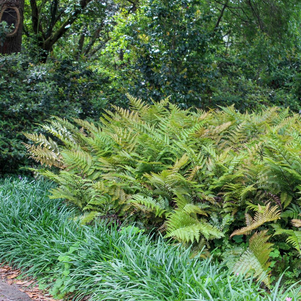 15 Autumn Fern Plants – Live Bare Root Fern Bibs – Shade Garden Plants – Dryopteris erythrosora – Woodland Ground Cover
