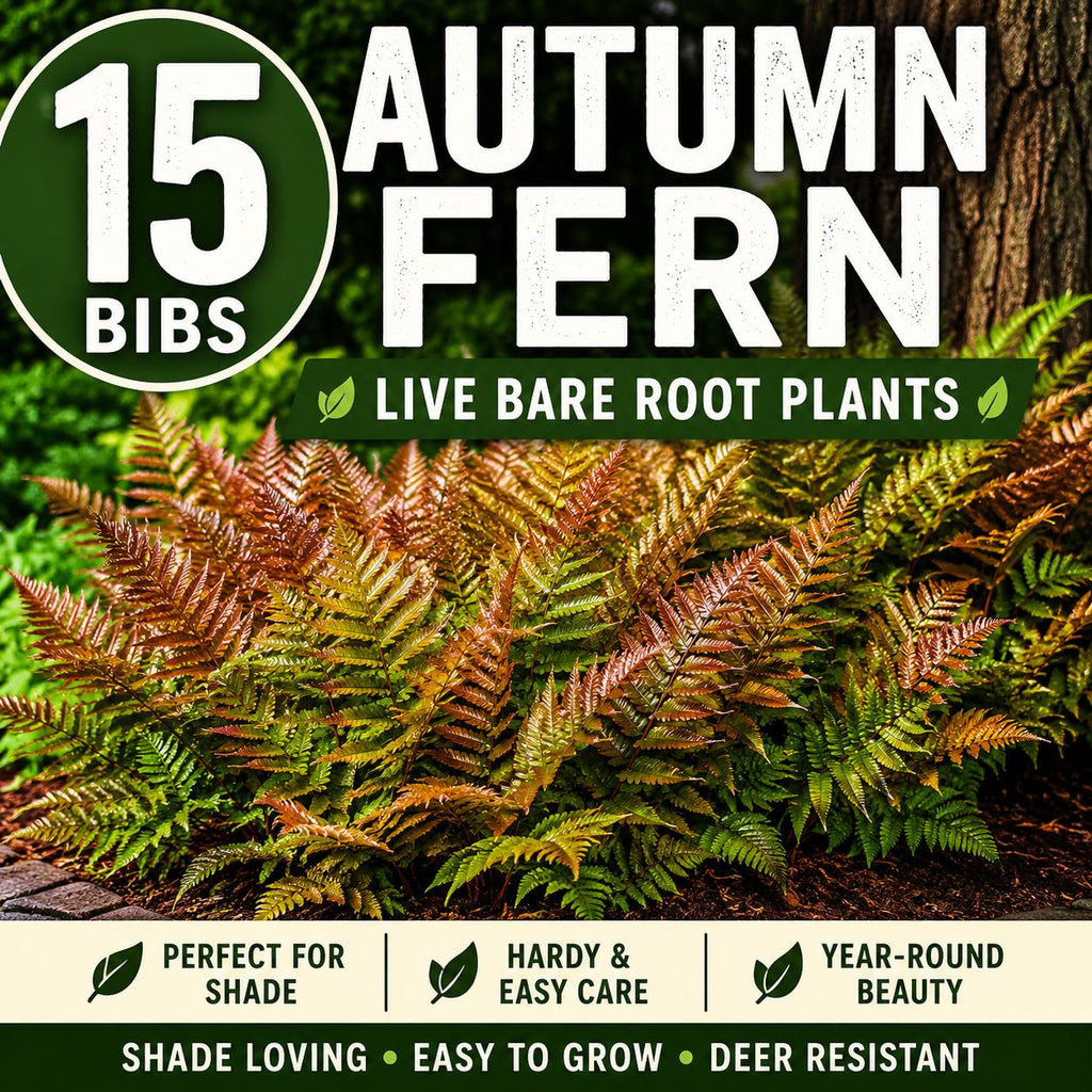 15 Autumn Fern Plants – Live Bare Root Fern Bibs – Shade Garden Plants – Dryopteris erythrosora – Woodland Ground Cover