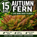 15 Autumn Fern Plants – Live Bare Root Fern Bibs – Shade Garden Plants – Dryopteris erythrosora – Woodland Ground Cover