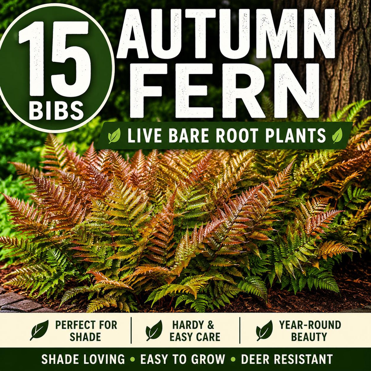 15 Autumn Fern Plants – Live Bare Root Fern Bibs – Shade Garden Plants – Dryopteris erythrosora – Woodland Ground Cover