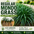 Mondo Grass Plants (25, 50, 100) | Monkey Grass Ground Cover | Live Bare Root Border Grass | Sun or Shade Landscape