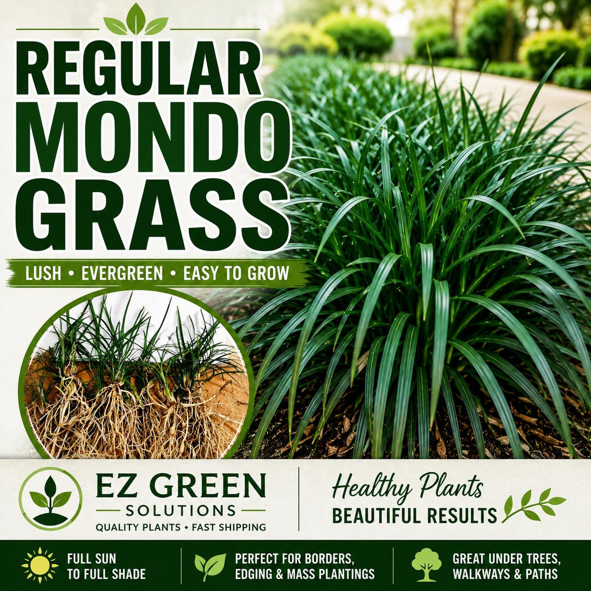 Mondo Grass Plants (25, 50, 100) | Monkey Grass Ground Cover | Live Bare Root Border Grass | Sun or Shade Landscape