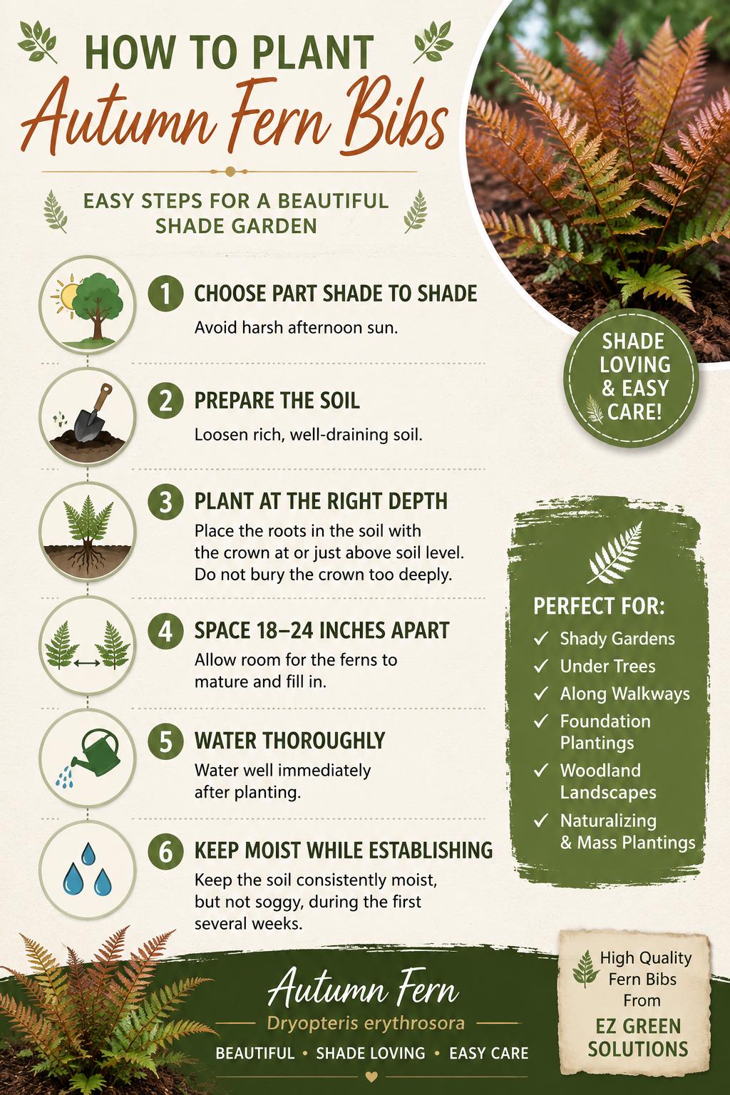 Autumn fern 10 plants bare root
