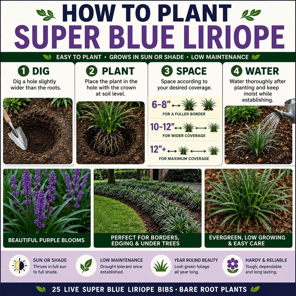 25 Super Blue Liriope Bibs | Hardy Lilyturf | Sun or Shade (Live Bare Root Plants)