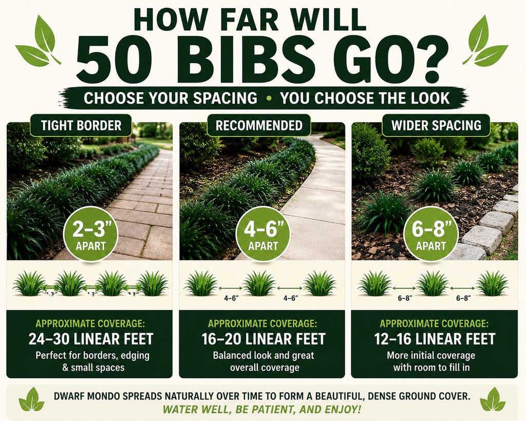 50 Dwarf Mondo Grass Plants | Low Maintenance Evergreen Ground Cover, Shade Border