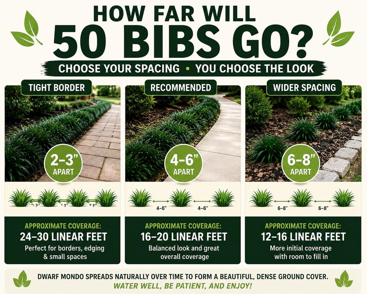 50 Dwarf Mondo Grass Plants | Low Maintenance Evergreen Ground Cover, Shade Border