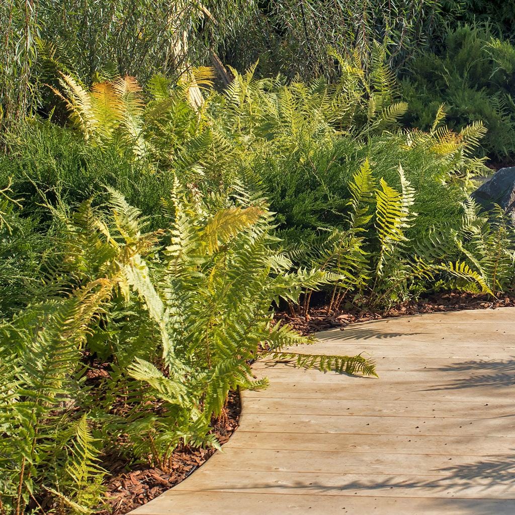 15 Autumn Fern Plants – Live Bare Root Fern Bibs – Shade Garden Plants – Dryopteris erythrosora – Woodland Ground Cover