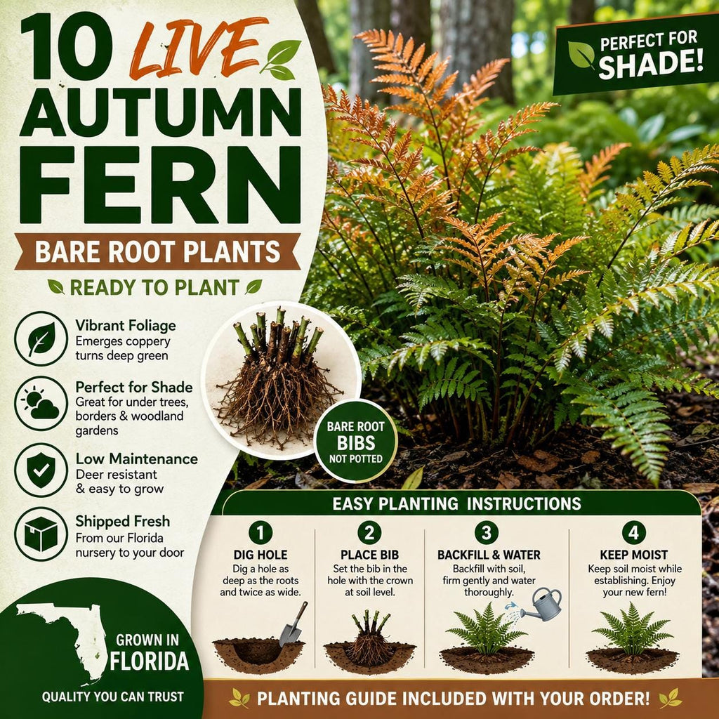 Autumn fern 10 plants bare root