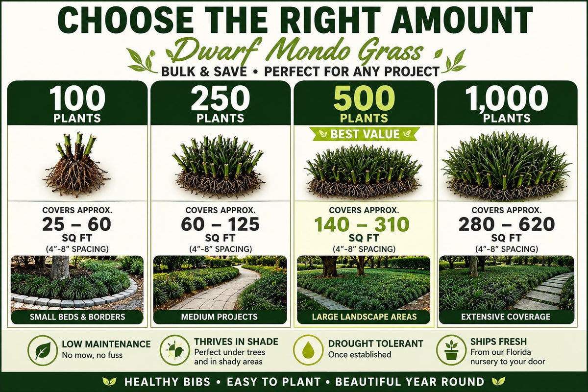 500 Dwarf Mondo Grass Plants (Bibs) | Bulk Shade Ground Cover | Low Maintenance Landscape Plants