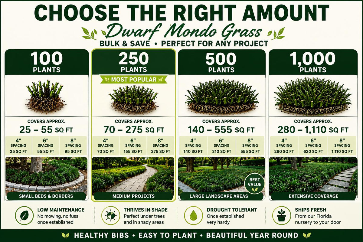 250 Dwarf Mondo Grass Bibs | Low Maintenance Shade Ground Cover Plants