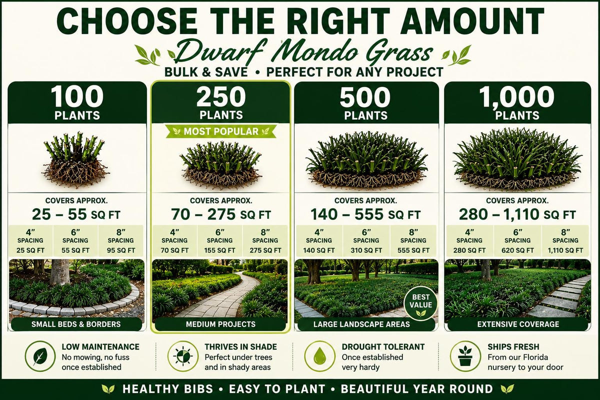1000 Dwarf Mondo Grass Plants (Bibs) | Bulk Ground Cover | Shade Landscape Plants | No Mow Grass Alternative