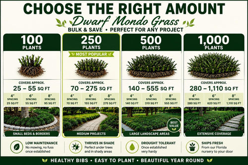 1000 Dwarf Mondo Grass Plants (Bibs) | Bulk Ground Cover | Shade Landscape Plants | No Mow Grass Alternative