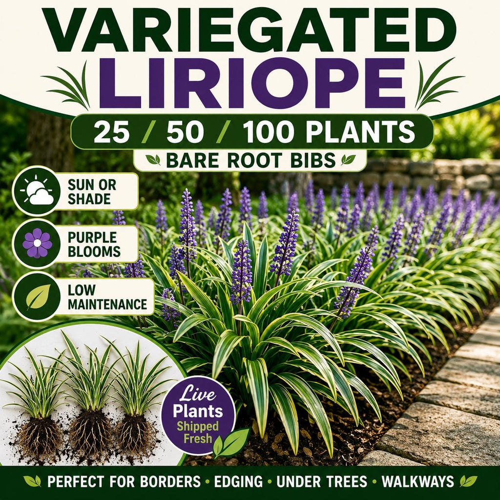 Variegated Liriope Plants – Bare Root Monkey Grass Ground Cover (25, 50, 100)