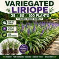 Variegated Liriope Plants – Bare Root Monkey Grass Ground Cover (25, 50, 100)