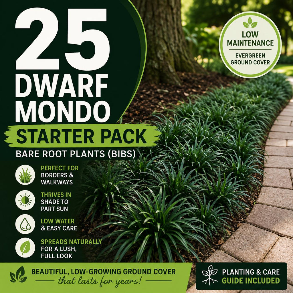 25 Dwarf Mondo Grass Plants | Shade Ground Cover, Bare Root Borders
