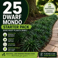 25 Dwarf Mondo Grass Plants | Shade Ground Cover, Bare Root Borders
