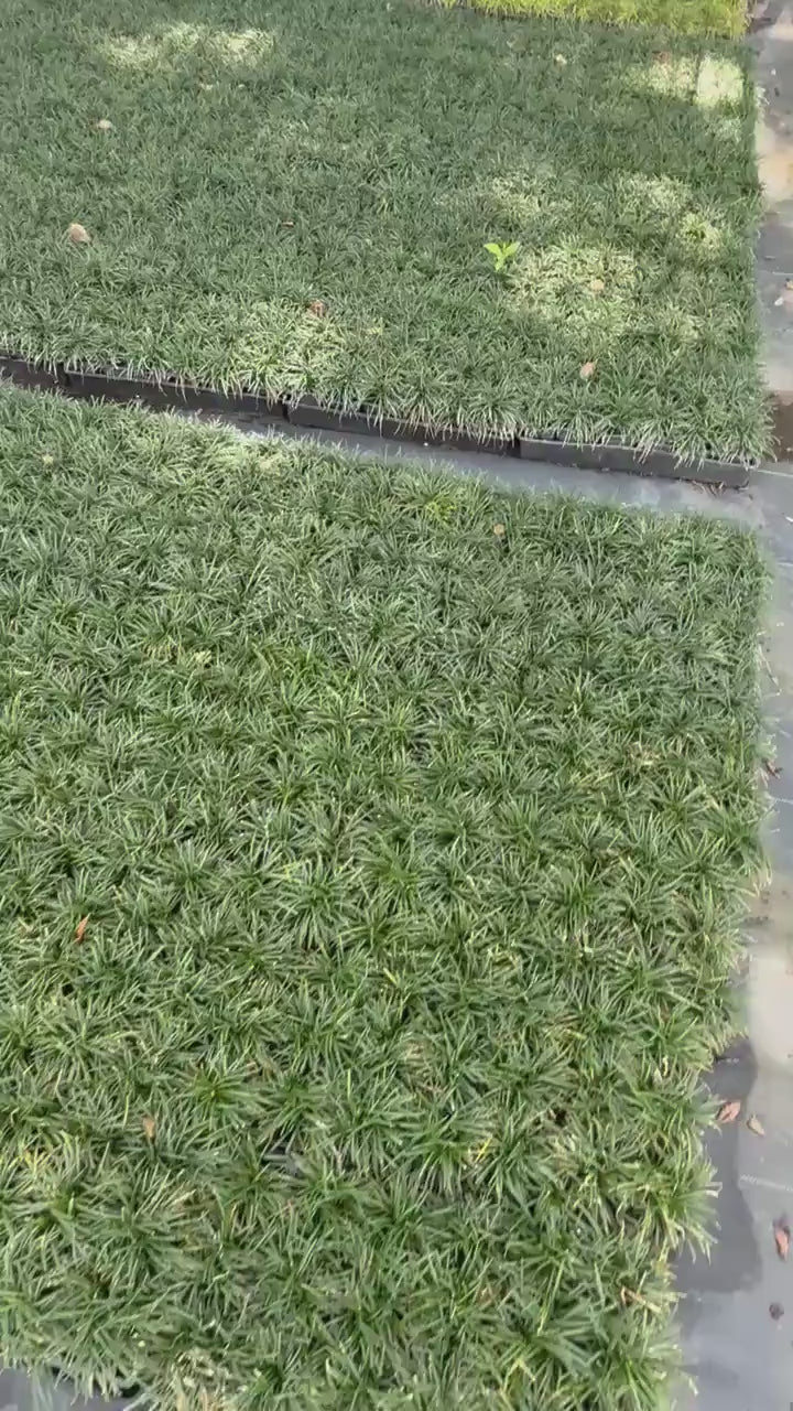 100 Dwarf Mondo Grass Bibs | Low Maintenance Shade Ground Cover Grass