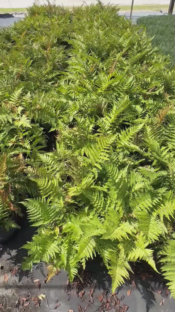 Autumn fern 10 plants bare root