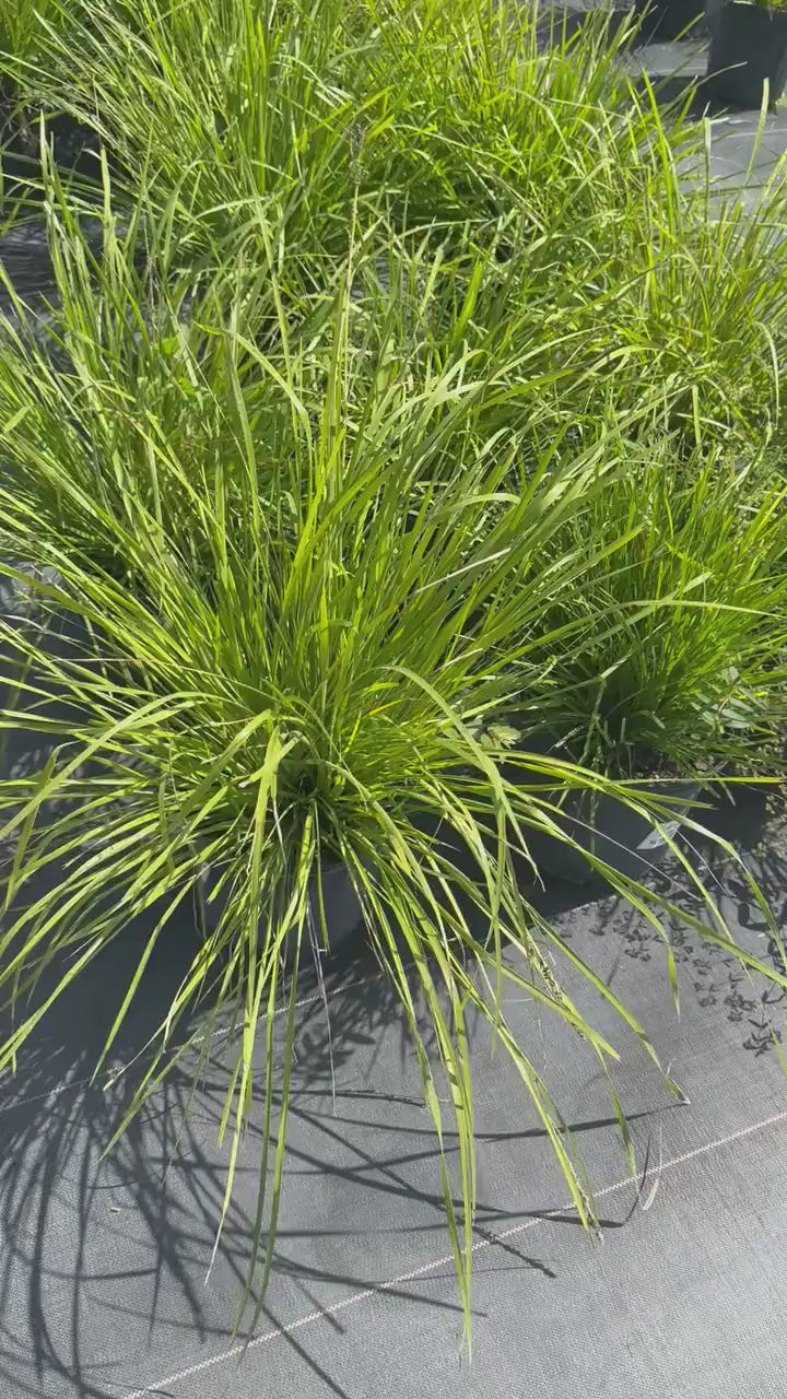 10 Katrinus Breeze Grass Bibs | Bare Root Lomandra Divisions | Low Maintenance Ornamental Grass | Drought Tolerant