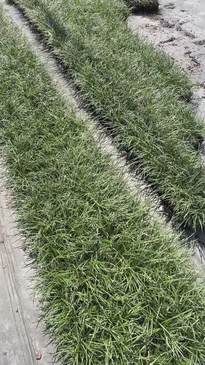 Mondo Grass Plants (25, 50, 100) | Monkey Grass Ground Cover | Live Bare Root Border Grass | Sun or Shade Landscape