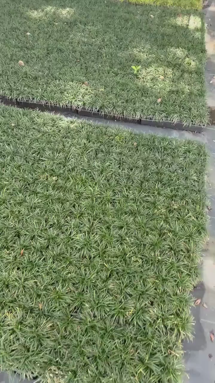 500 Dwarf Mondo Grass Plants (Bibs) | Bulk Shade Ground Cover | Low Maintenance Landscape Plants